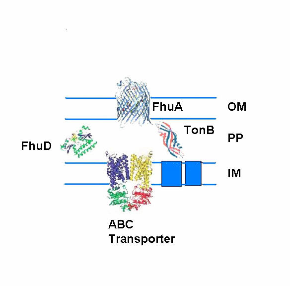 Siderophore JungleKey.fr Wiki